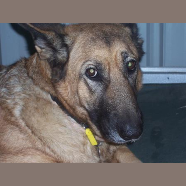 Photo of Sammy (On Hold  Adoption Pending)