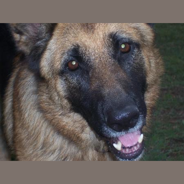 Photo of Jessie (On Hold Pending Adoption)