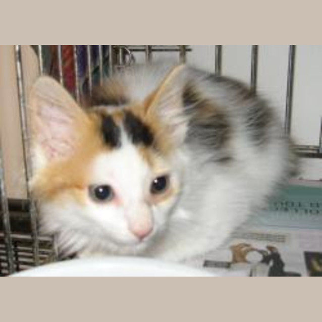 Photo of Annie