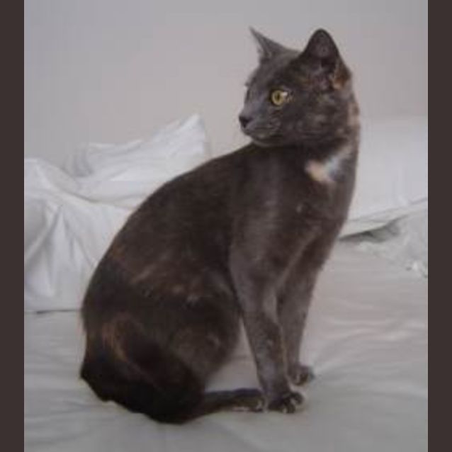 Photo of Meow Meow