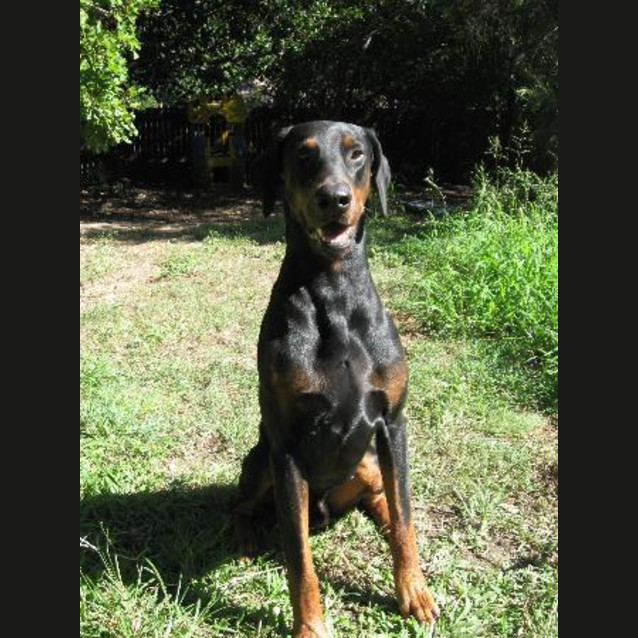 Photo of Musha