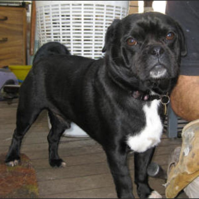 Photo of Buggy