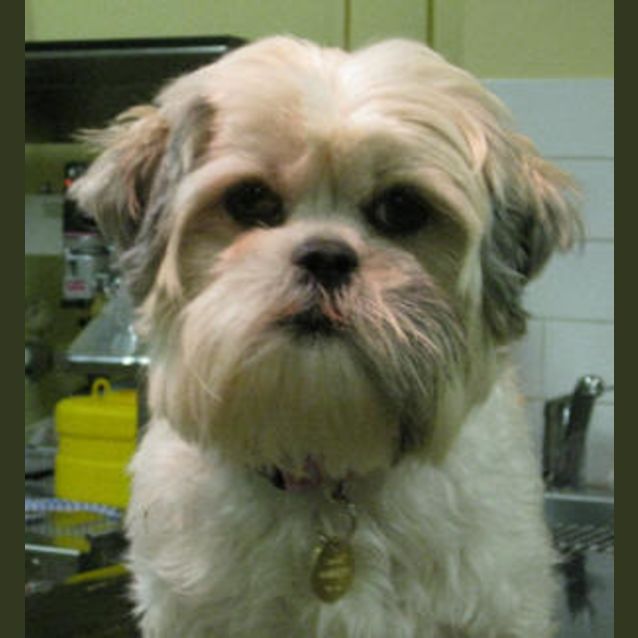 Photo of Chi Chi