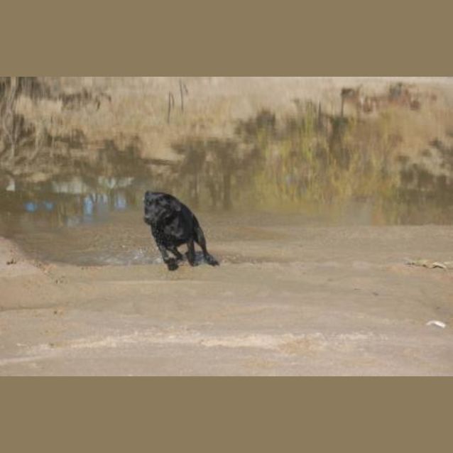 Photo of Pumba *Adoption Pending*