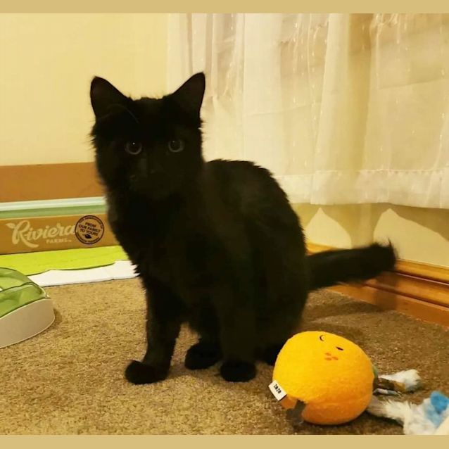 Photo of Pickle (Located In Brunswick West)