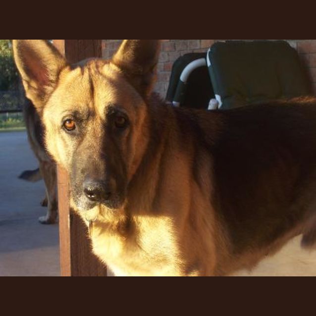 Photo of Corby ( On Hold Adoption Pending)