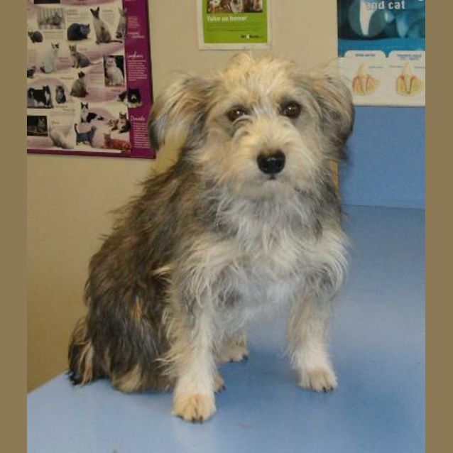 Photo of Rags