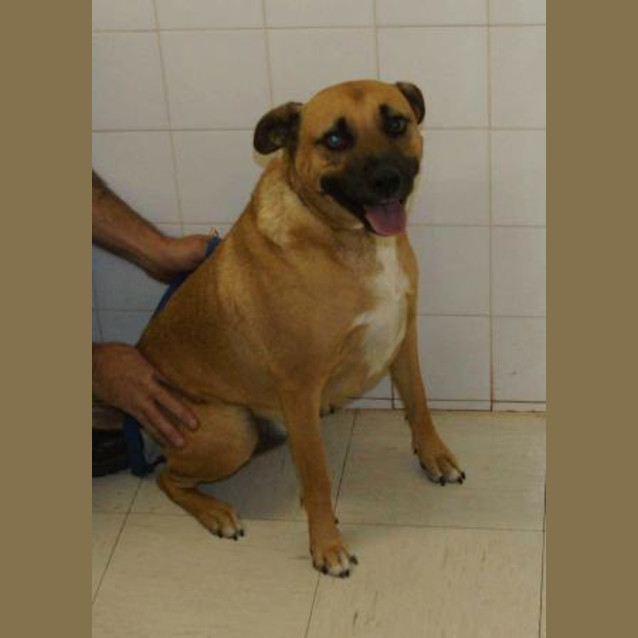 Photo of Diesel