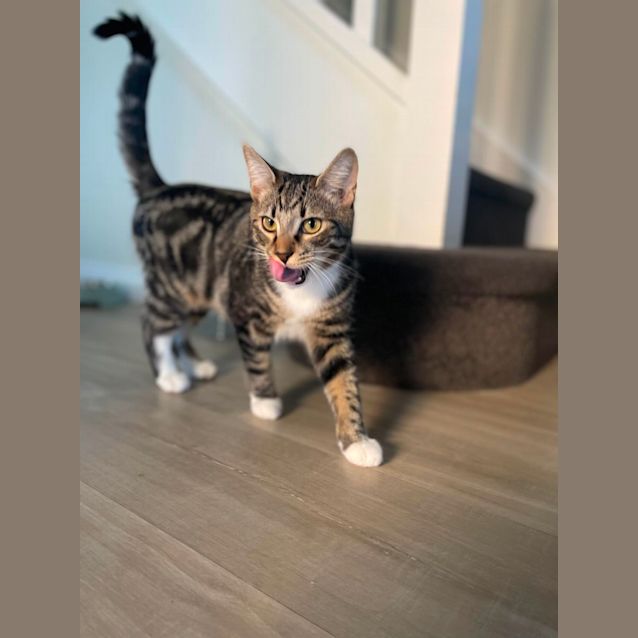 Photo of Rocky (Located In Bundoora)