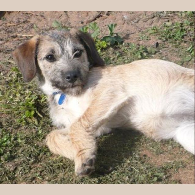 Photo of Polar Adopted