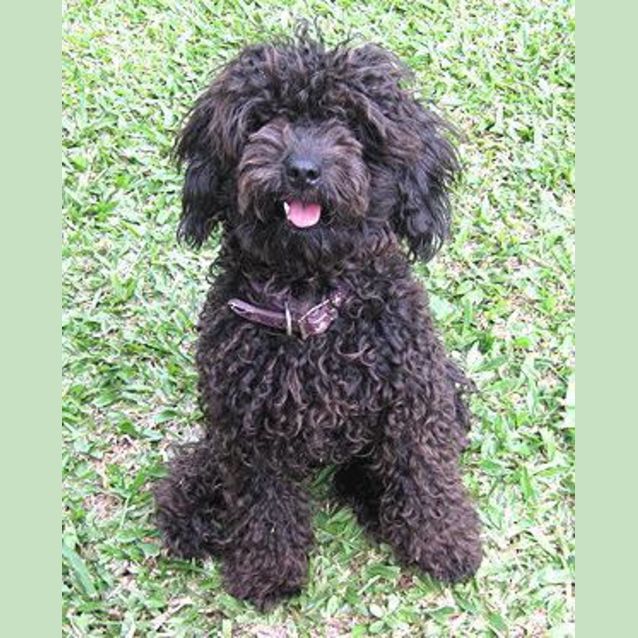 Photo of Coco