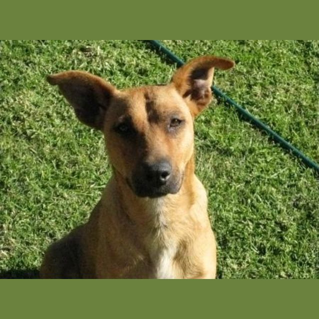 Photo of Piper