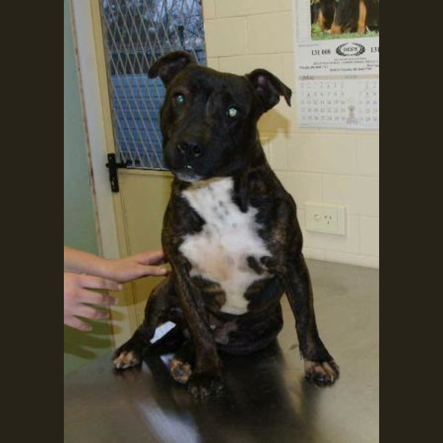 Photo of Brewster
