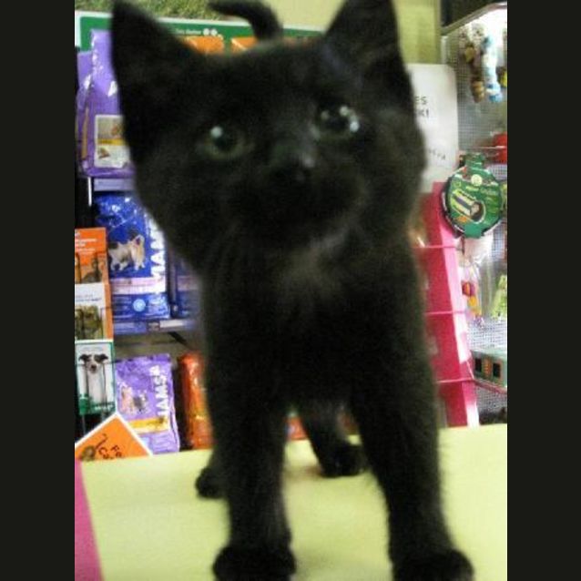 Photo of Kitten