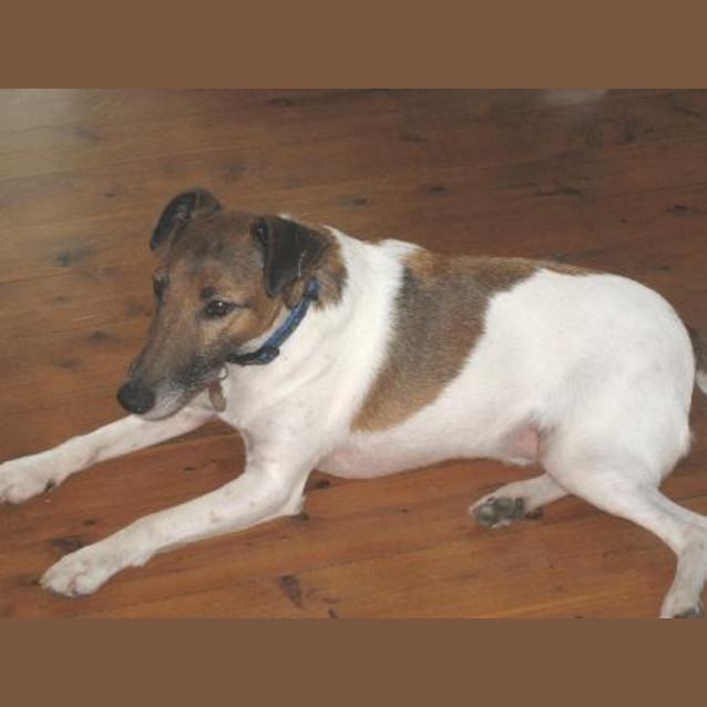 Photo of Sparky Is Trying A New Home