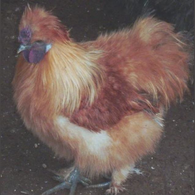 Photo of Pumpkin