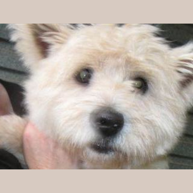 Photo of Jock