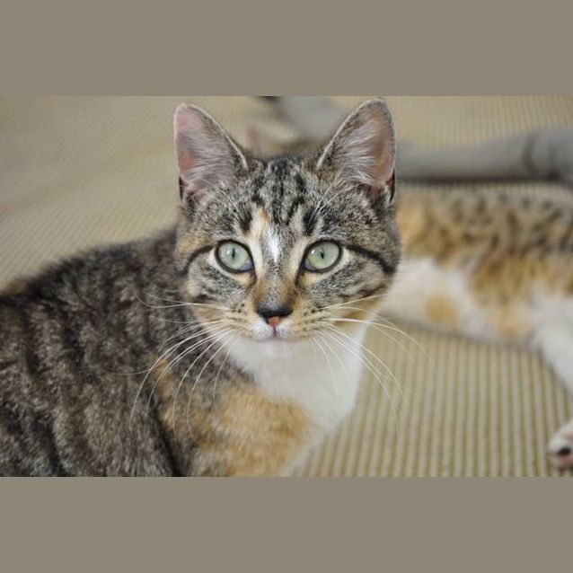 Photo of Treacle