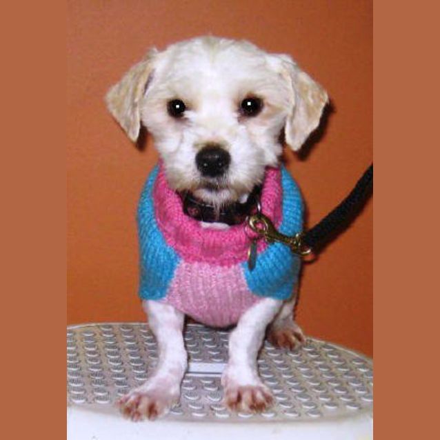 Photo of Sprinkles