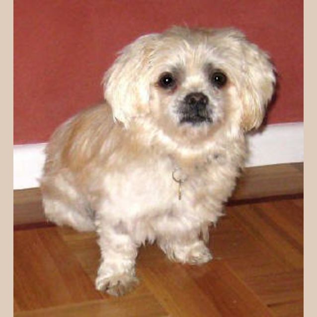 Photo of Humphrey