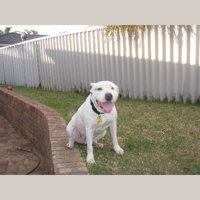 Photo of **On Trial** Buster