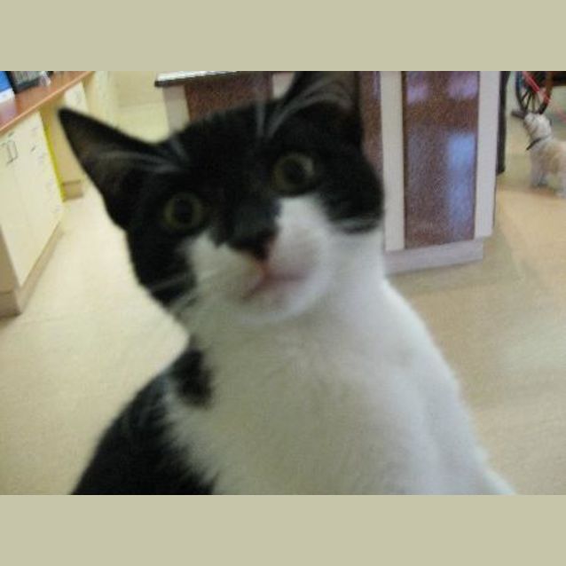 Photo of Nigel
