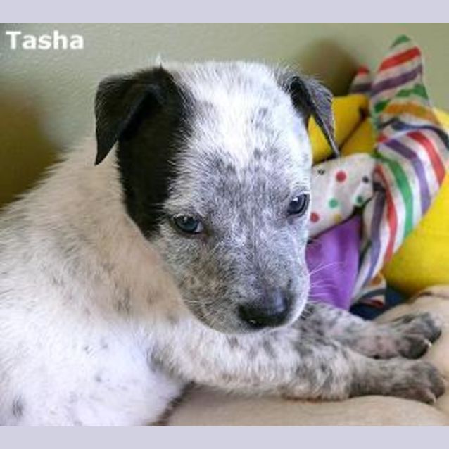 Photo of Tasha