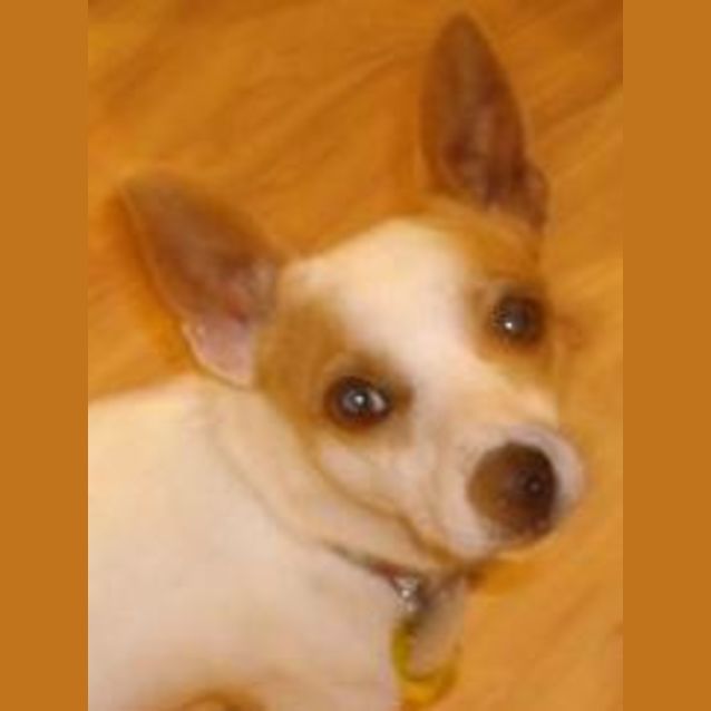 Photo of Lucky