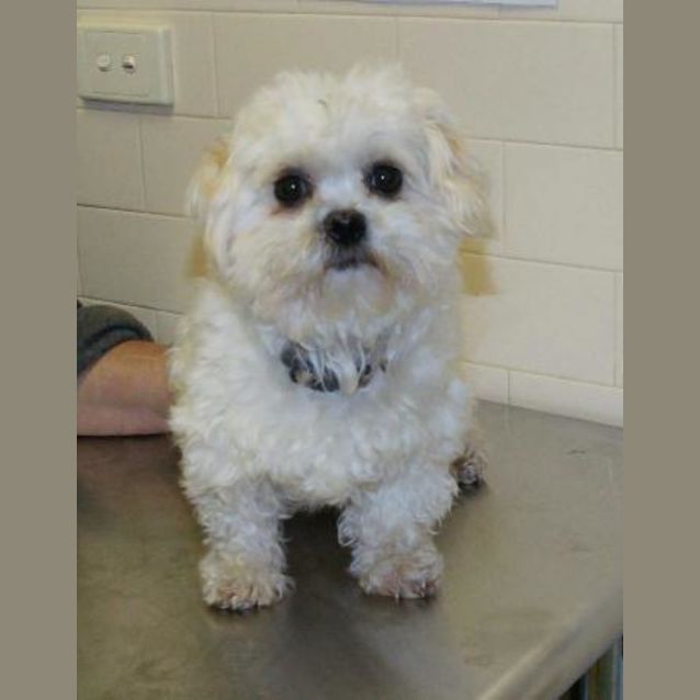 Photo of Mavis