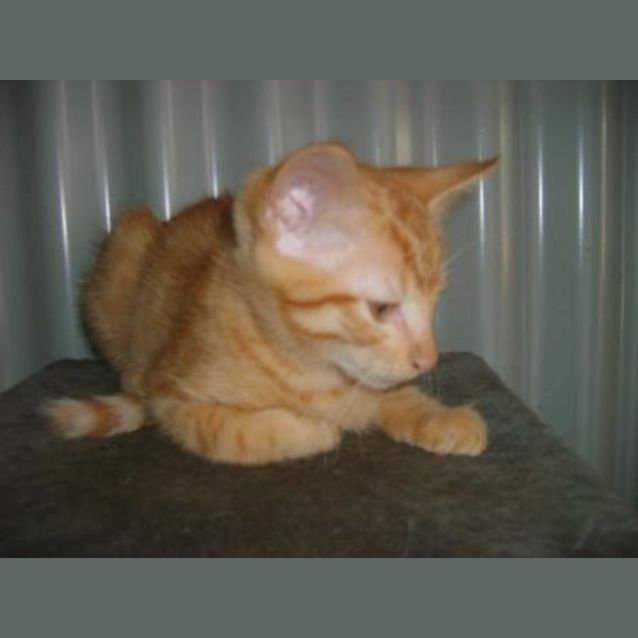 Photo of Clarence