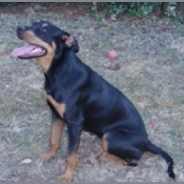 Photo of Bam Bam