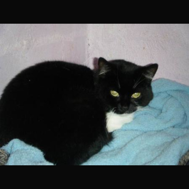 Photo of Kitty
