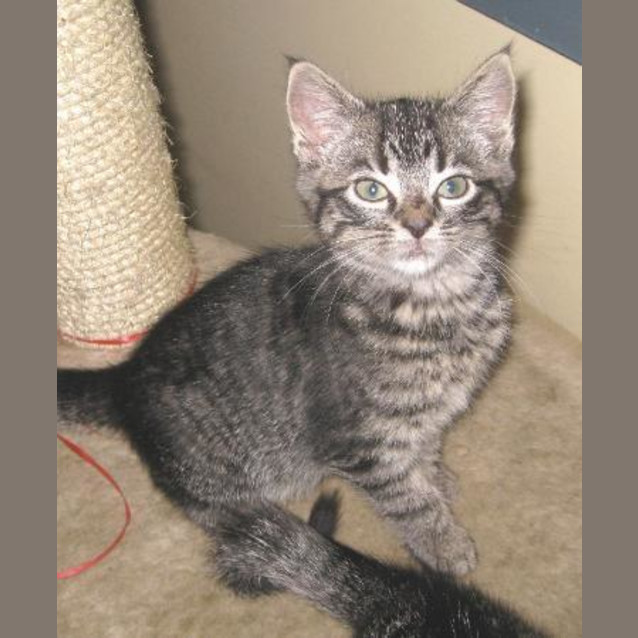 Photo of Kitten One