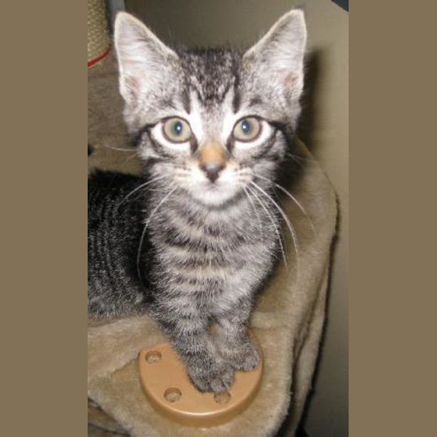 Photo of Kitten Two