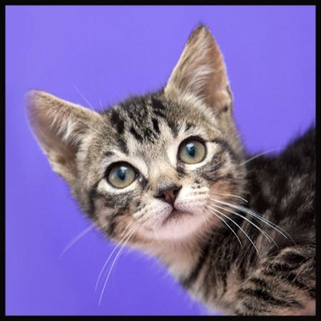Photo of Bugsy