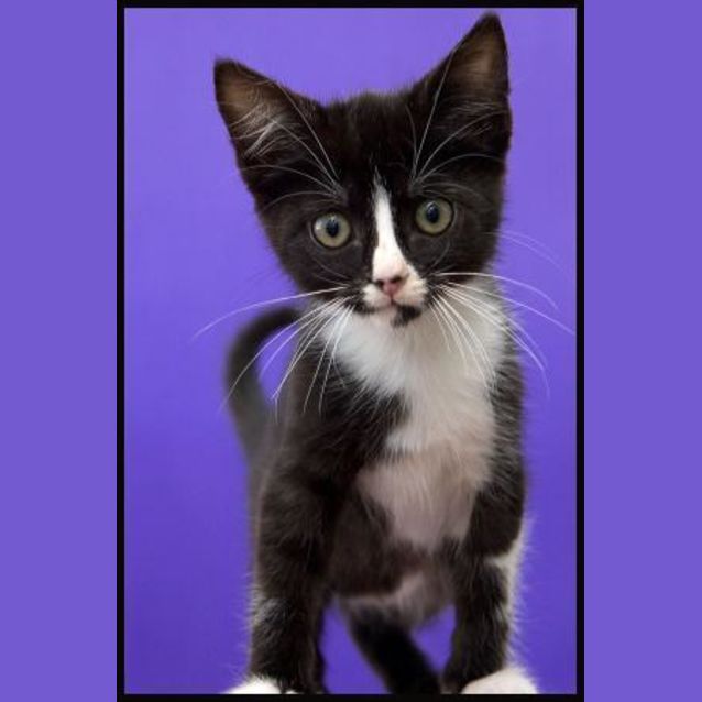 Photo of Midgee