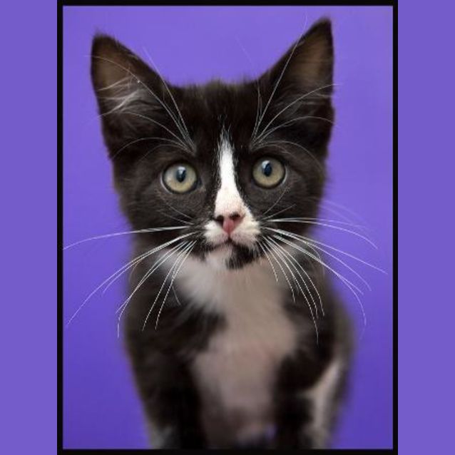 Photo of Midgee