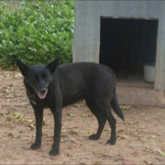 Photo of Velvet