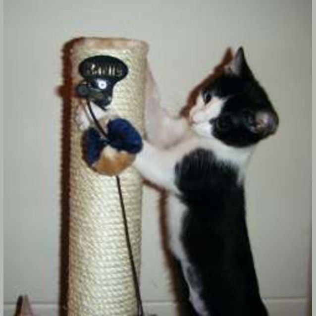 Photo of Puff
