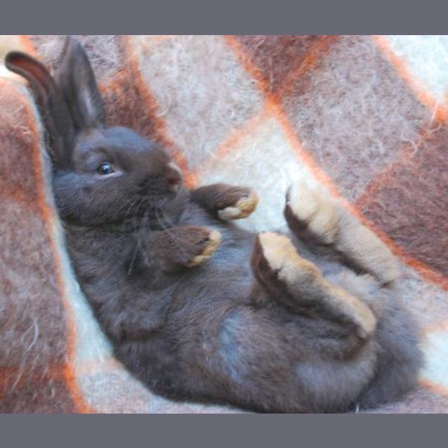 Photo of Mocha