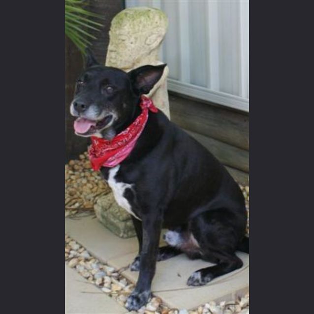 Photo of Toby