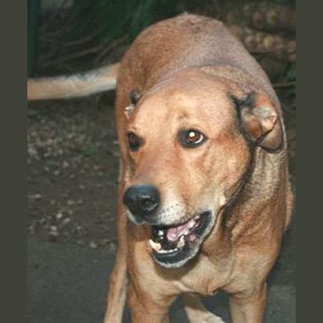 Photo of Xena