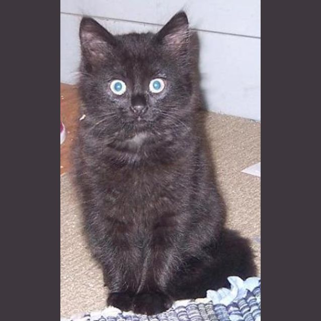 Photo of Blackie
