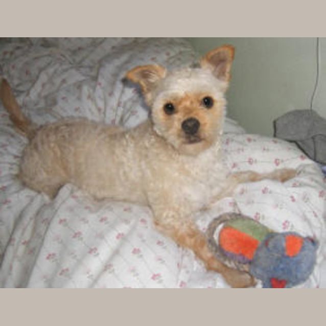 Photo of Lancelot
