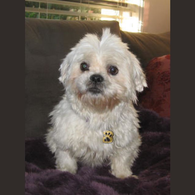 Photo of Rocko