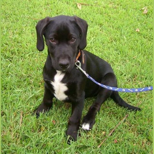 Photo of Toby