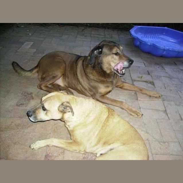 Photo of Marley