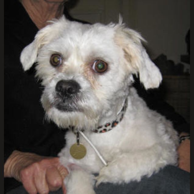 Photo of Toby