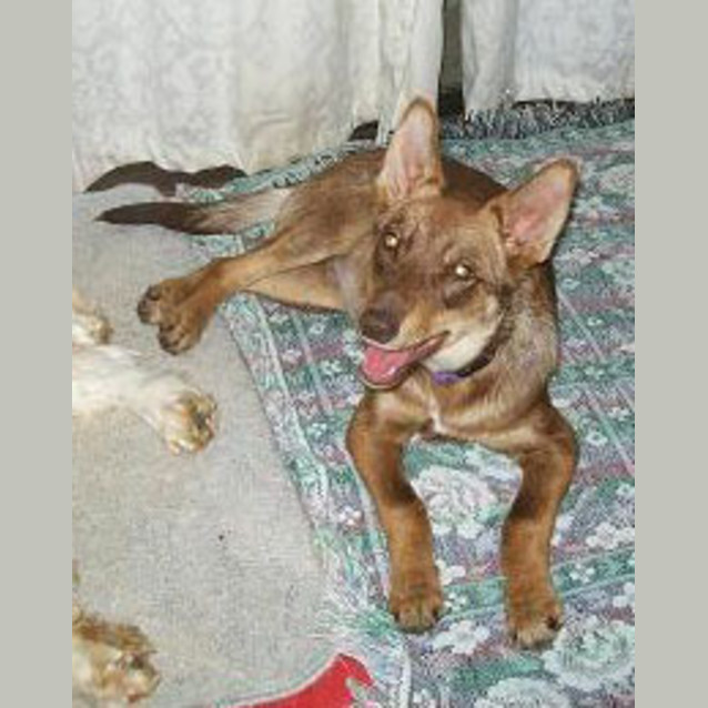 Photo of Toby
