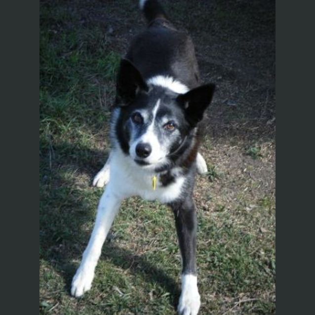 Photo of Rex